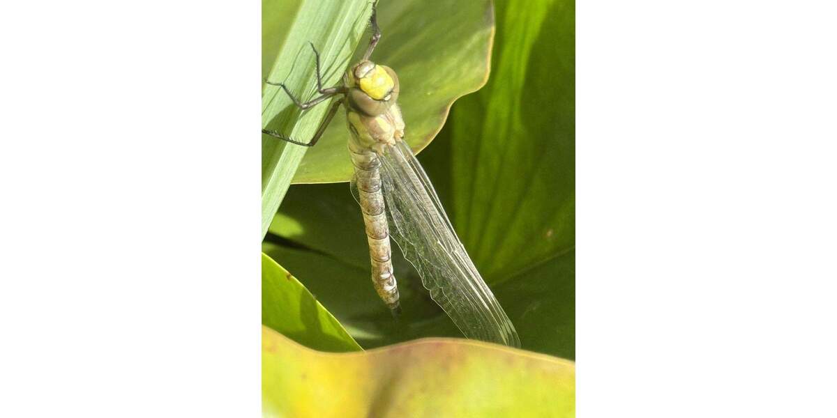 Einfamilienhaus Lenzkirch Saig - 9 Zimmer, 208 m&sup2;, 700.000&euro; | Angebot:25835773