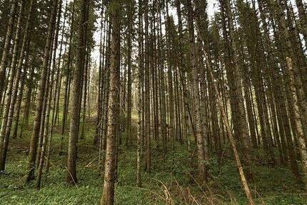 Grundstück Immendingen Mauenheim - 21.820&euro; | Angebot:25695471