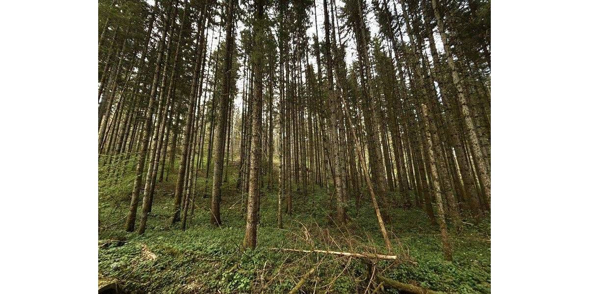 Grundstück Immendingen Mauenheim - 21.820&euro; | Angebot:25695471