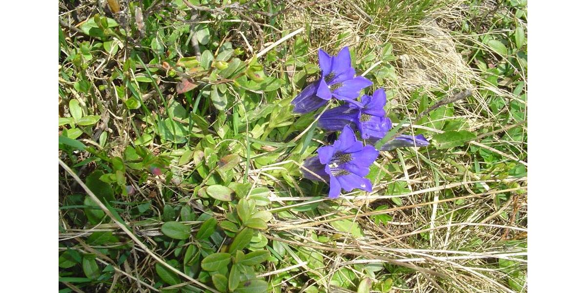 Etagenwohnung Villingen-Schwenningen Kopsbühl - 1.5 Zimmer, 460&euro; | Angebot:23382566