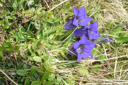 Wohnung Villingen-Schwenningen Kopsbühl - 1.5 Zimmer, 460&euro; | Angebot:23382566