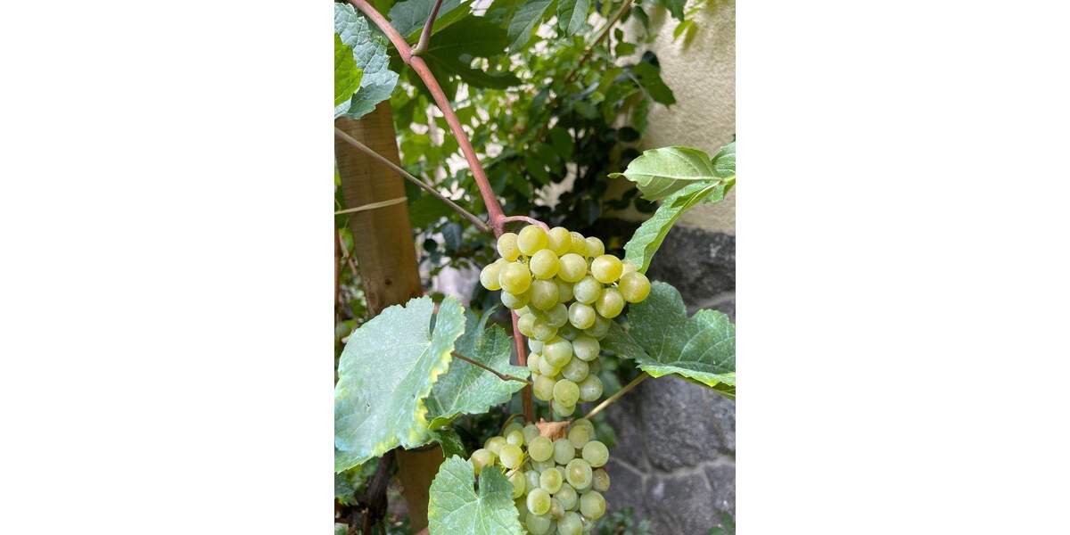 Einfamilienhaus Hornberg Stadtgebiet - 7 Zimmer, 200 m&sup2;, 599.000&euro; | Angebot:25736899