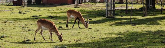 Wildpark Villingen-Schwenningen Tiere Natur