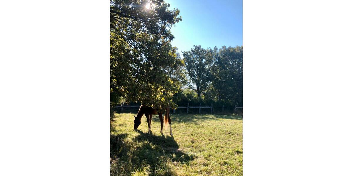 Mehrfamilienhaus, Wohnhaus Donaueschingen - 10 Zimmer, 400 m&sup2;, 1.275.000&euro; | Angebot:26036419