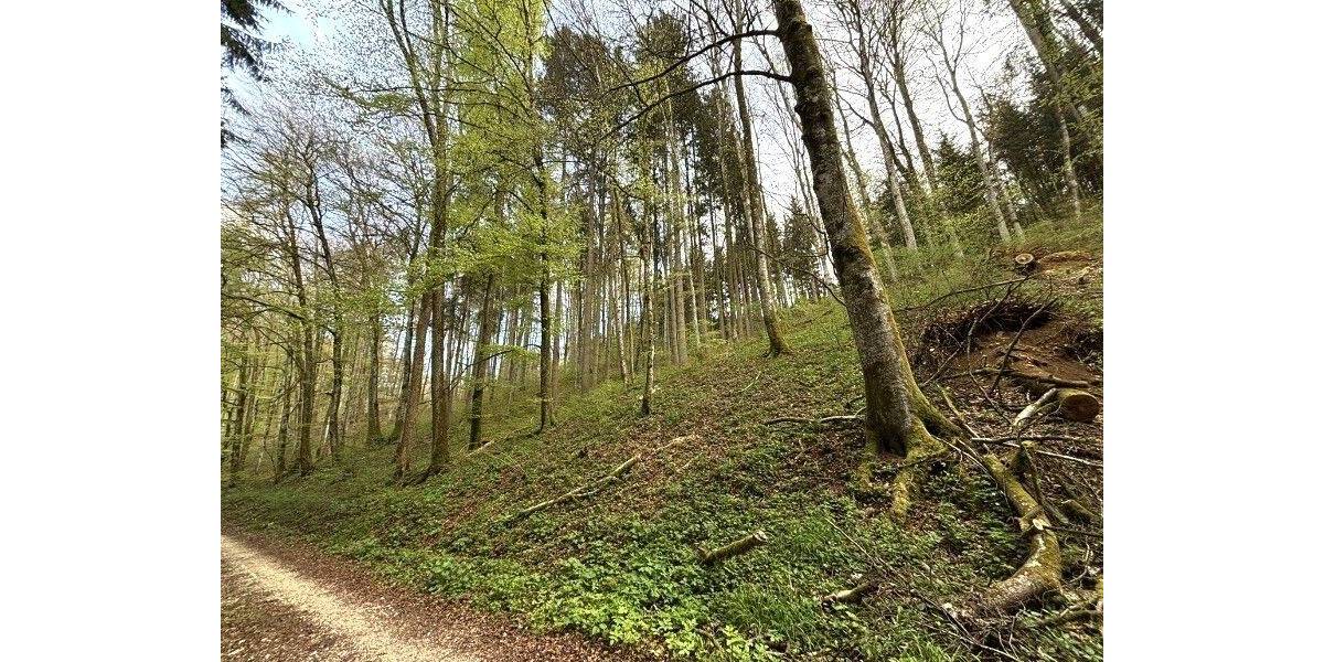 Grundstück Immendingen Mauenheim - 21.820&euro; | Angebot:25695471