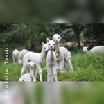 Alpaka-Grundlagenseminar (Weilachmühle)