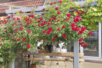 Haus Tuttlingen - 3 Zimmer, 120 m&sup2;, 385.900&euro; | Angebot:25863002