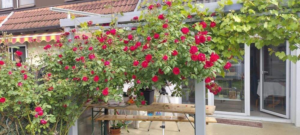 Reihenmittelhaus Tuttlingen - 3 Zimmer, 120 m&sup2;, 385.900&euro; | Angebot:25863002