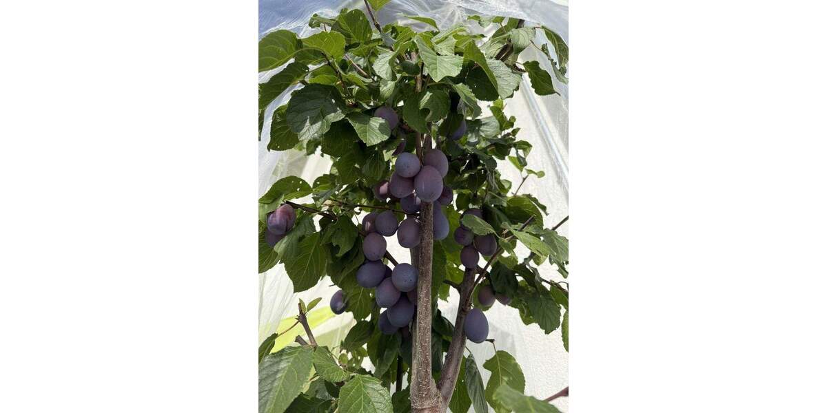 Einfamilienhaus Lenzkirch Saig - 9 Zimmer, 208 m&sup2;, 700.000&euro; | Angebot:25835773