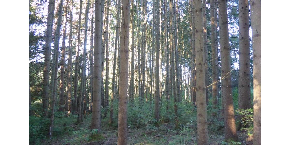 Mehrfamilienhaus, Wohnhaus Rottweil - 8 Zimmer, 249.000&euro; | Angebot:20810836